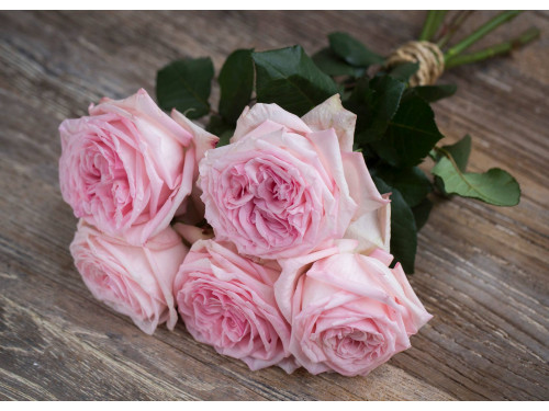 Premium Scented Garden Rose Pink O’Hara